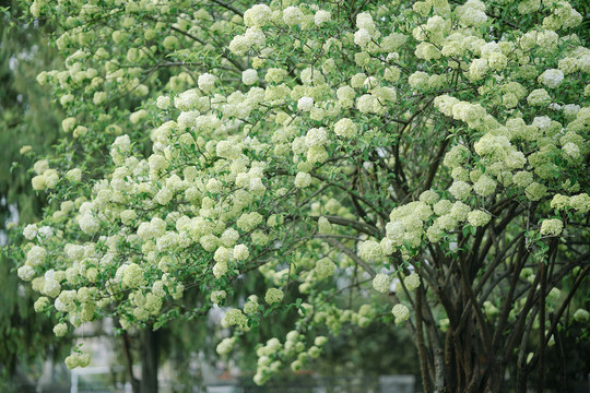 春天花朵绿色白色中华木绣球