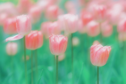 郁金香花海春天绿色背景