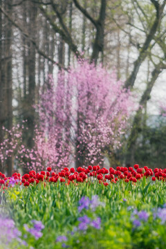 郁金香花海春天绿色背景