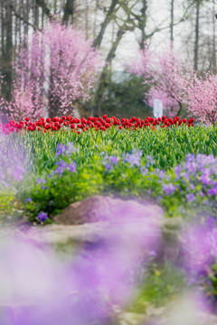 春天花卉鲜花郁金香花海