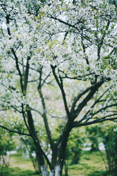 春天白色花朵一树梨花开放