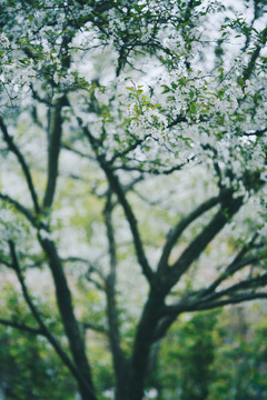 春天白色花朵一树梨花开放