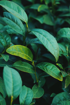 春天绿色背景茶树树叶枝叶