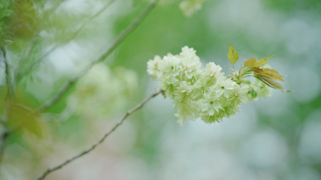 绿色樱花春天郁金樱开放