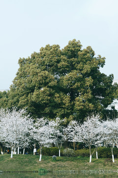 春天白色樱花树林公园