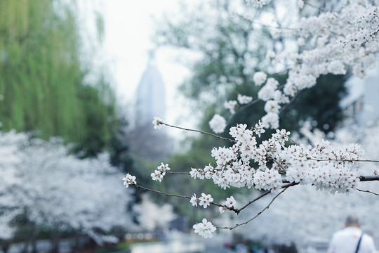 春天白色樱花树林公园