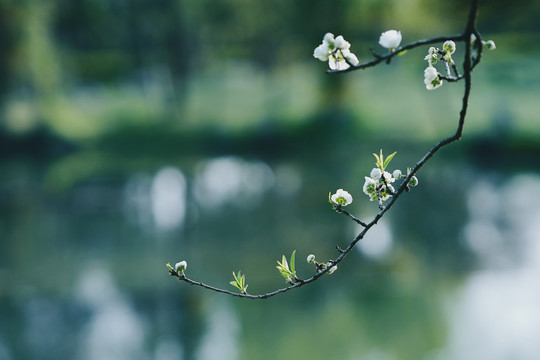 春天碧桃桃花花开绿色植物