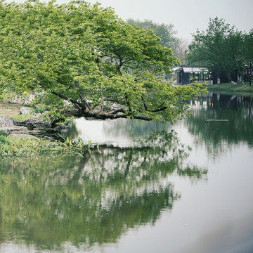 湖边一棵树木倒影水面