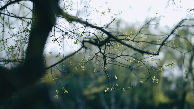 春天绿色植物树枝发芽绿叶