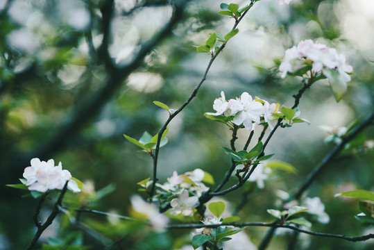 春天西府海棠花花开绿色背景