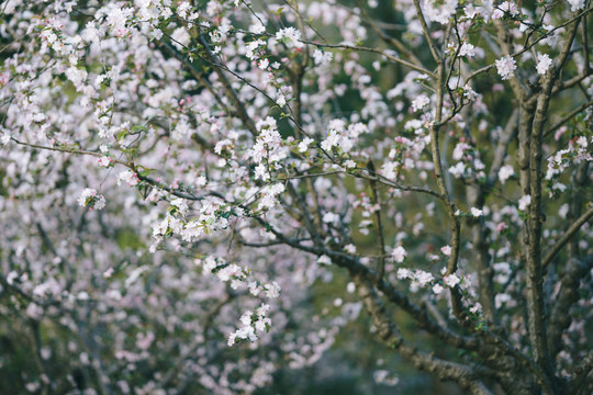 春天西府海棠花花开绿色背景