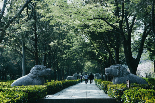 南京明孝陵石象路春天绿色