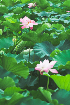 夏季荷花花丛立夏绿色背景