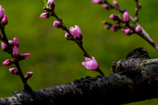 桃花