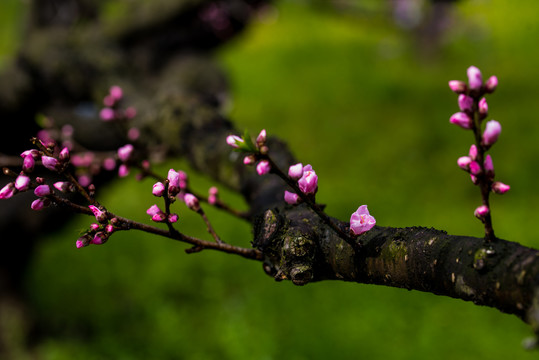 桃花