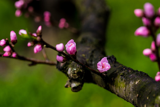 桃花