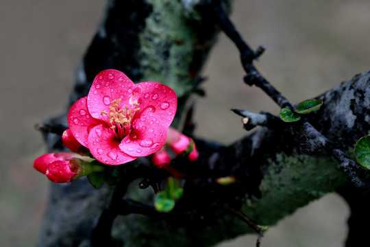 海棠花树