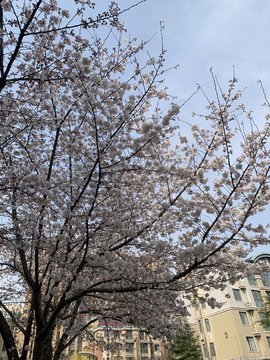 樱花