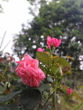 粉红色月季花