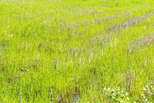 田野里的绿色小草