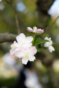 粉白海棠花