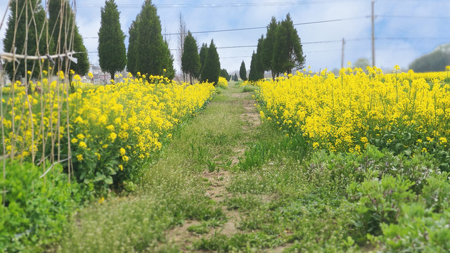 油菜花田间阡陌