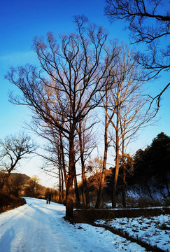 冰雪山林