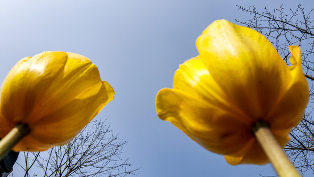 郁金香花