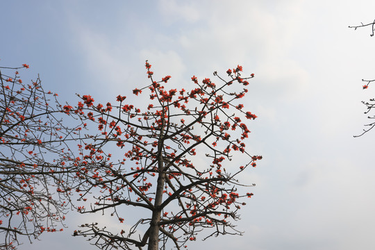 木棉花