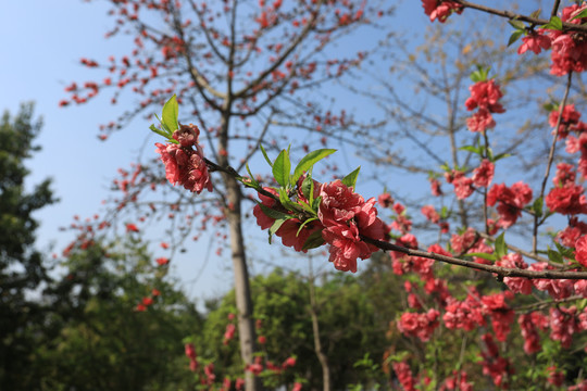 桃花