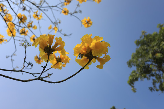 黄花风铃木