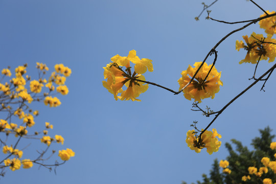 黄花风铃木