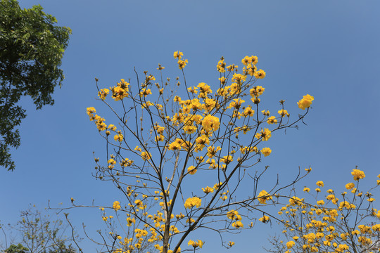 黄花风铃木