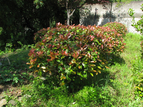 庭院绿化植物红叶石楠