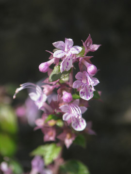 三花莸的盛花期