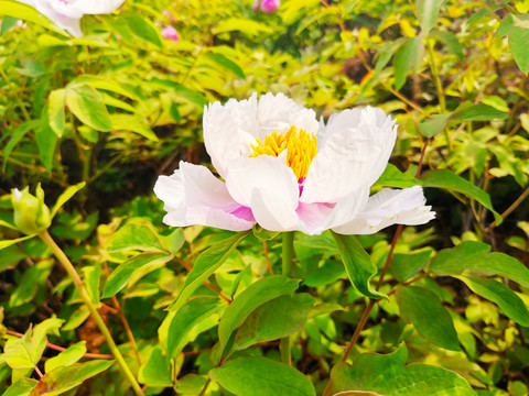 芍药花