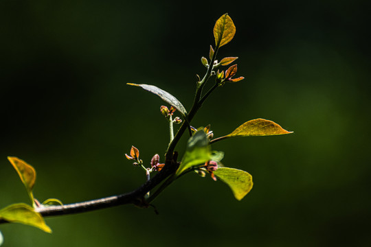 小草蒲公英