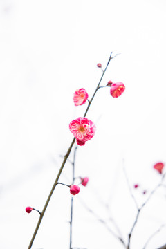 红梅
