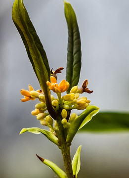 桂花