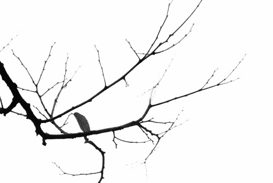 枯枝