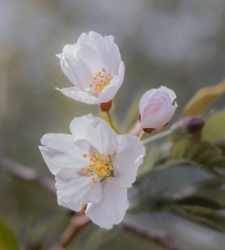 樱花