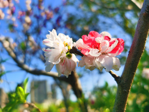 樱花