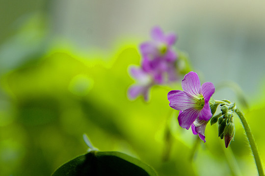 槠头红花