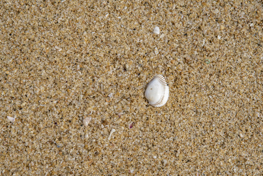 孤立的沙滩上的贝壳