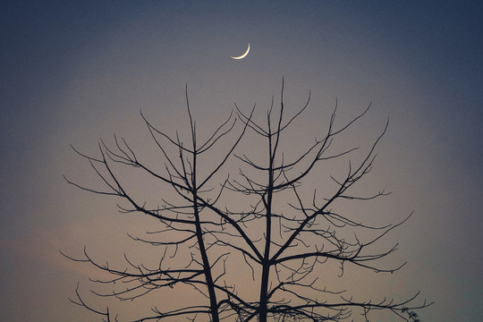 夜色树枝剪影月亮月牙