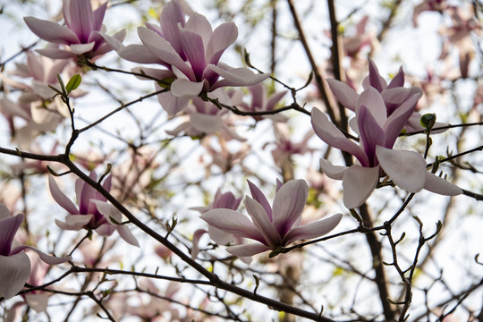 玉兰花开