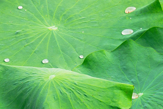 夏季荷叶露珠水滴绿色背景