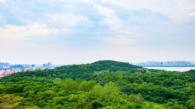 绿色植物背景小草树木春天风景