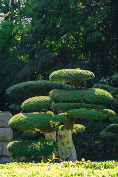 绿色植物背景小草树木春天风景