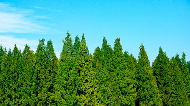 绿色植物背景小草树木春天风景